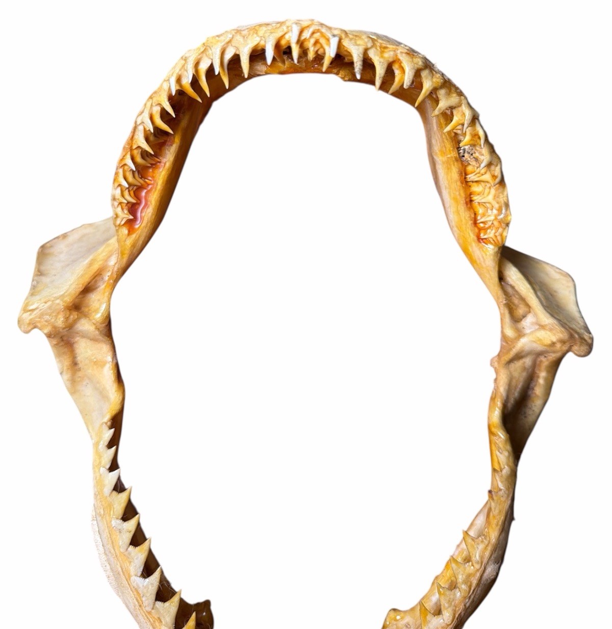 Vintage Large Bull Shark Jaws & Teeth 8” x 7” Jaw Nautical Fishing Decor