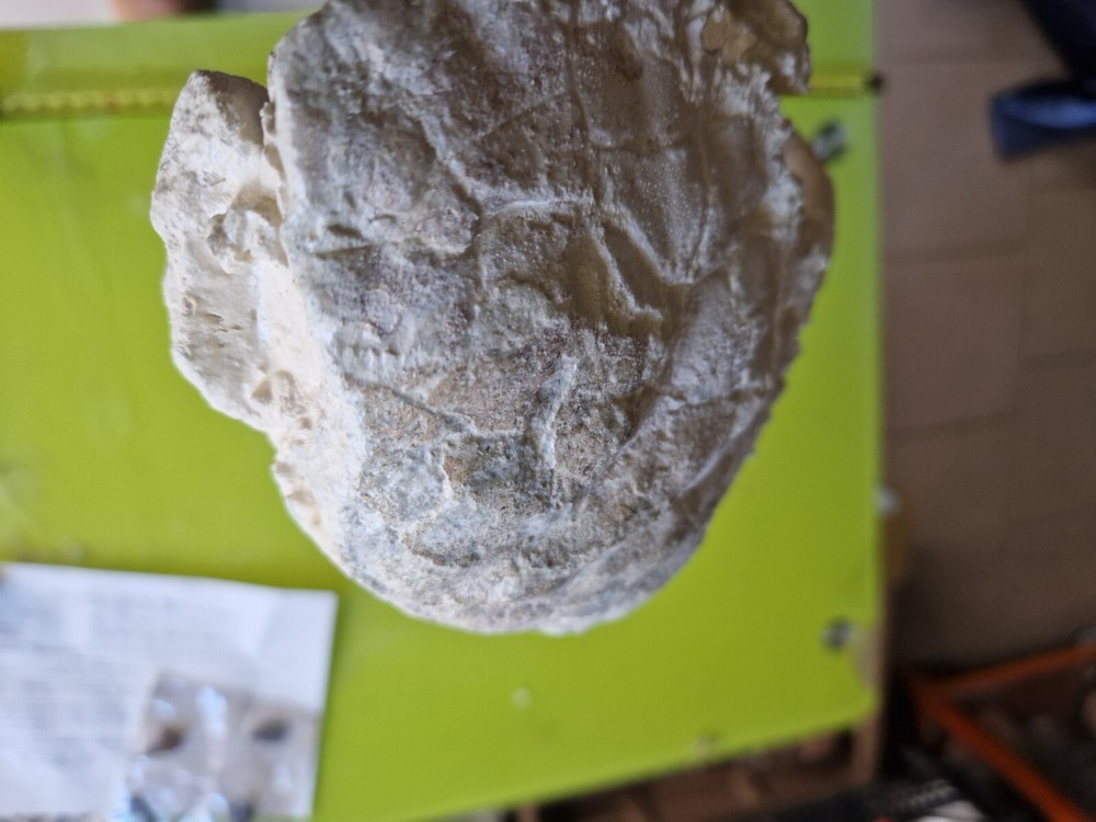 CRAB CANCER FOSSIL