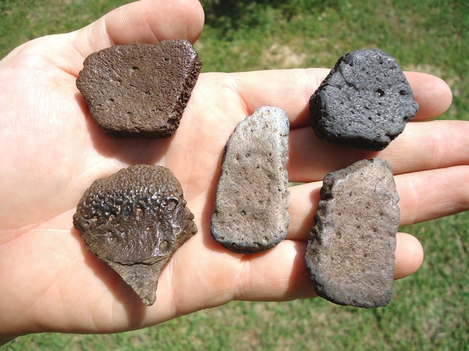 5 CHOICE GIANT ARMADILLO SCUTES OSTEODERMS FLORIDA FOSSILS EXTINCT ICE AGE BONES