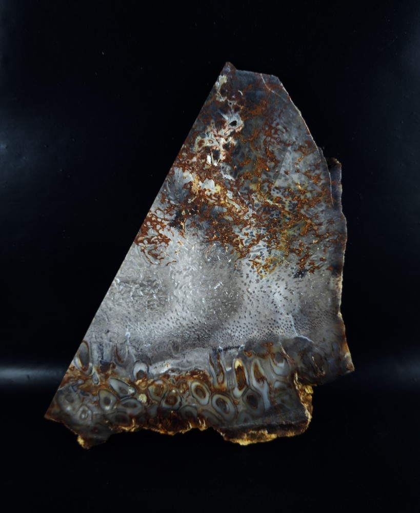 Petrified Palm Root Slab