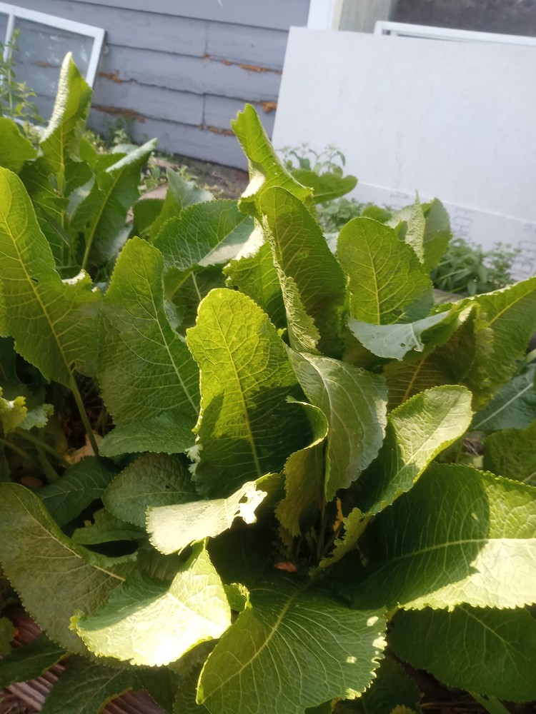 Horseradish root for planting