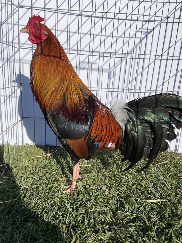 DoubleHFarm|| Fertilized 12 Hatching Eggs