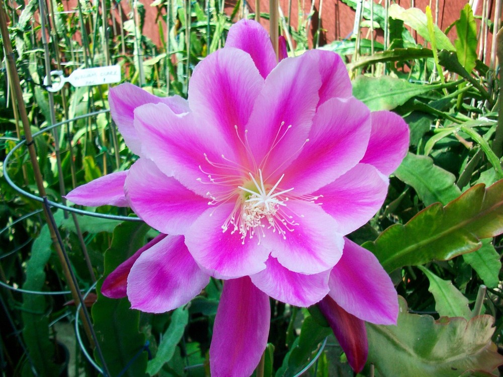 Epiphyllum " GRAND BAROQUE " Cutting