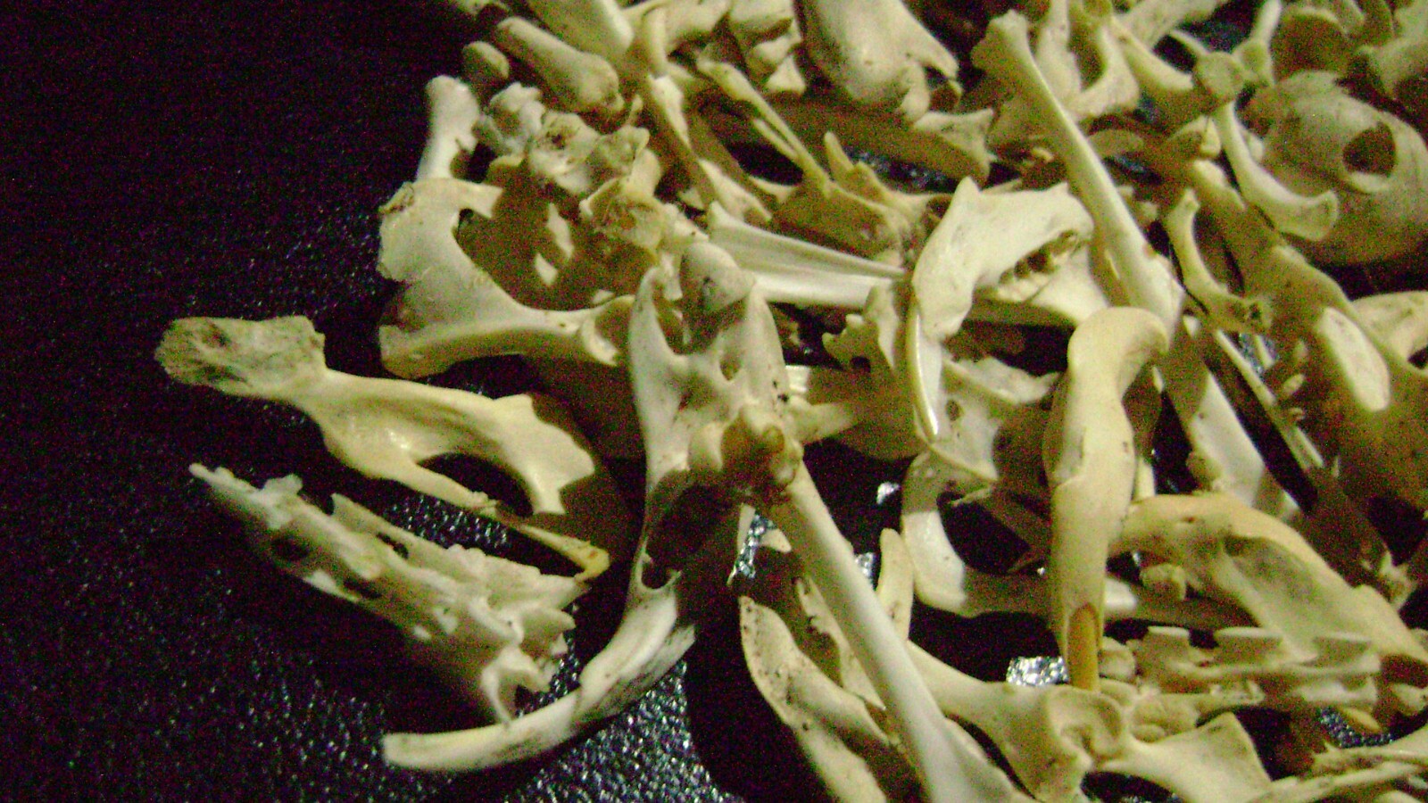 100 REAL RAT BONES taxidermy OCCULT ART crafts STEAMPUNK LOT animal skeleton