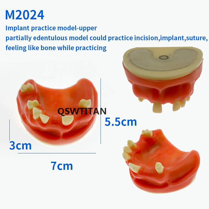 Simulation Typodont Study Model Dental Sinus Lift Practice Teeth / Tooth Model
