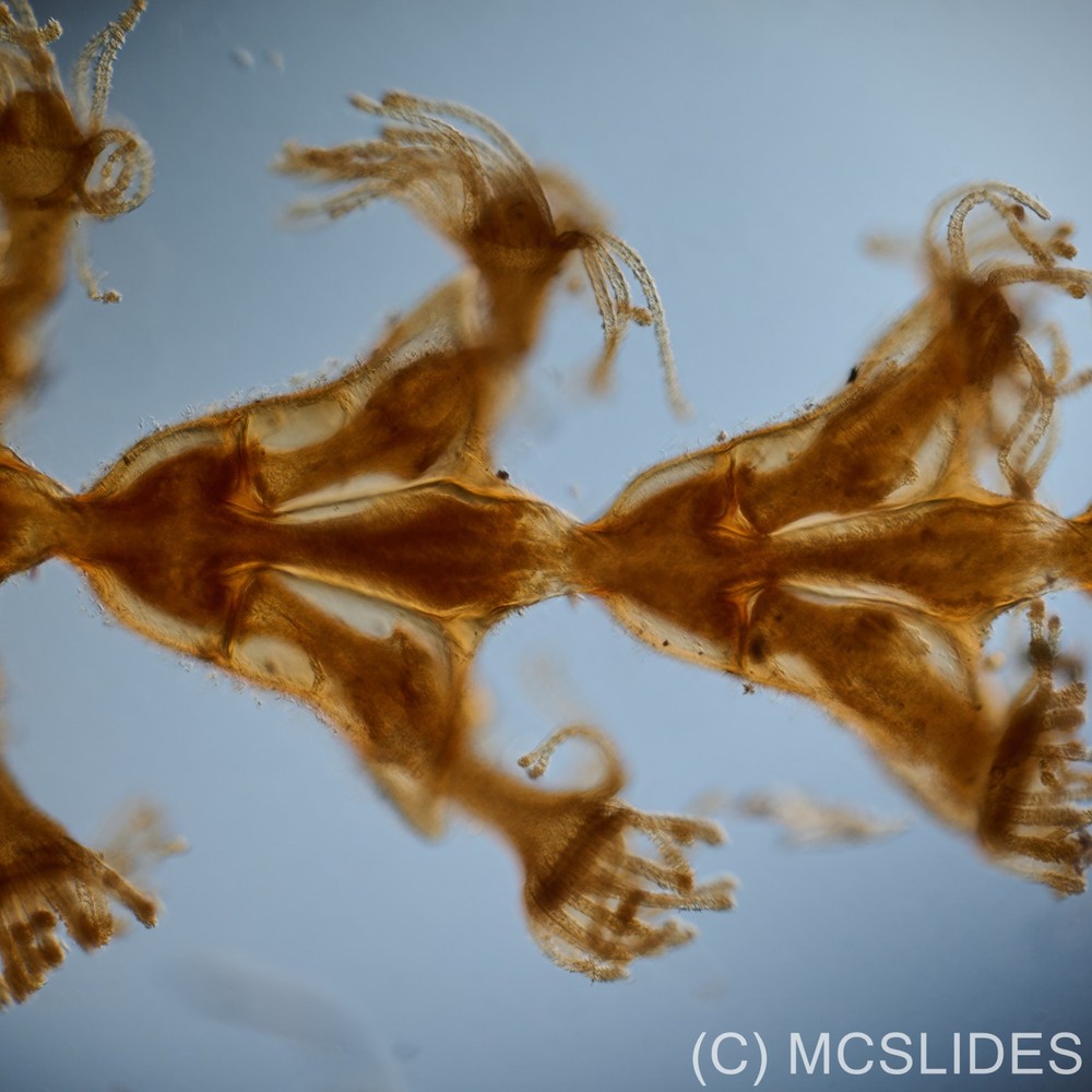 Vintage microscope slide: E Hinton hydroid zoophyte medusae polyp tentacles