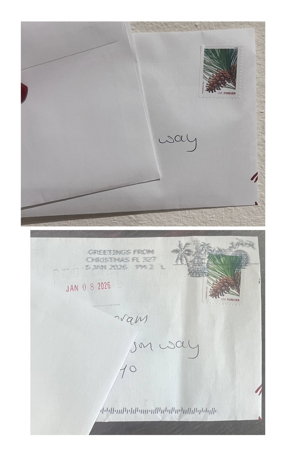 Lot of 200 Pine Trees Stamps New 10 Books Pine Cones