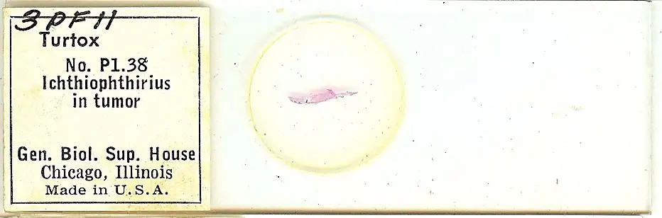 Ichthiophthirius in tumor Microscope Slide