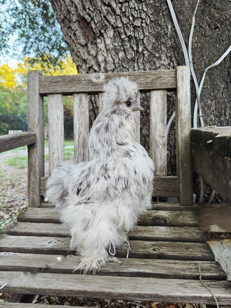 6 White Splash Silkie Eggs