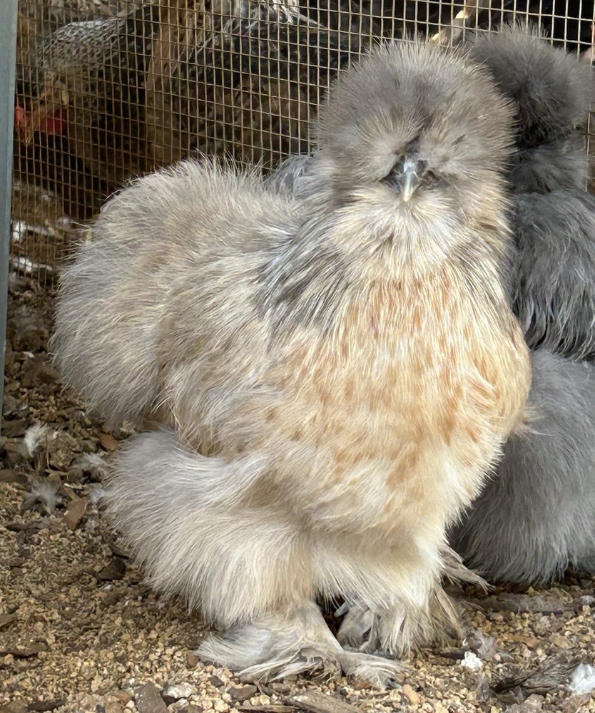 6 silkie/satin hatching eggs