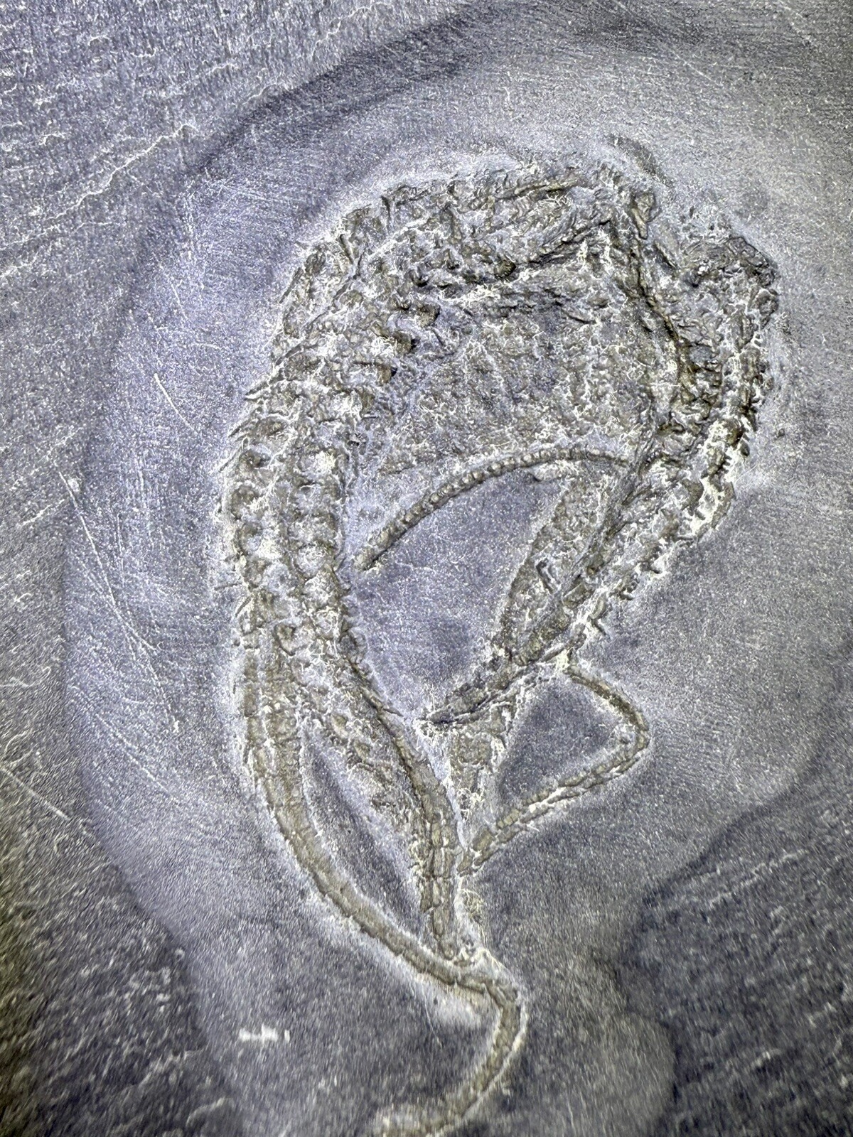 Bundenbachia Beneckei Starfish Fossil ~ Bundenbach Germany ~ Devonian Period