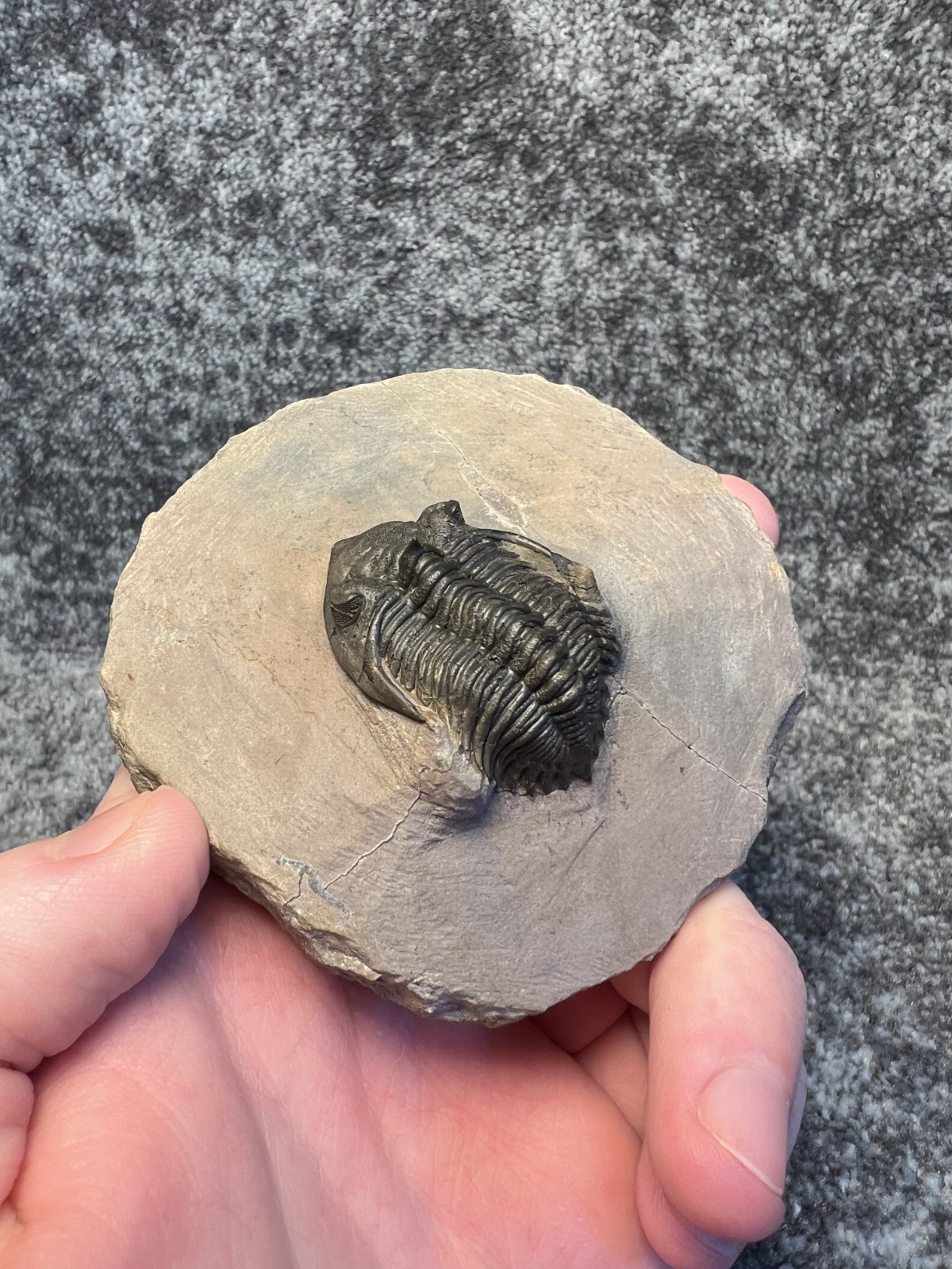 Metacanthina issoumourensis Trilobite Fossil – Collector Specimen