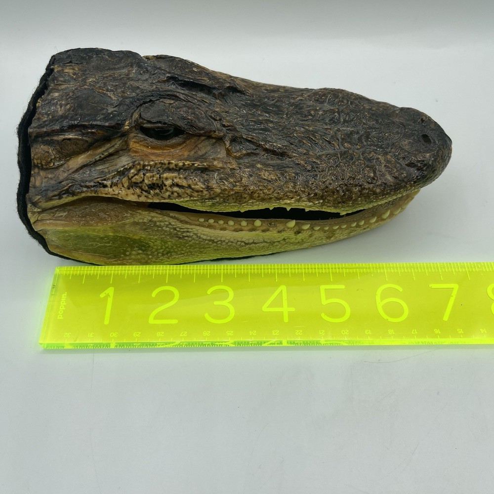 Alligators Vintage Taxidermized Head 7” Long