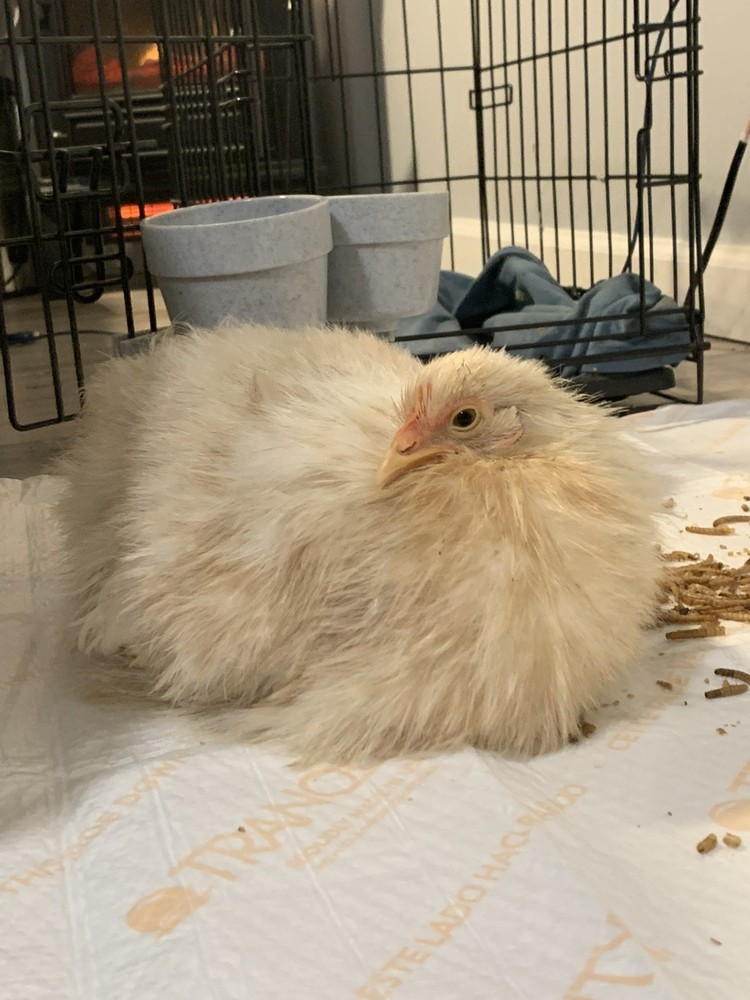 Bantam Cochin Eggs