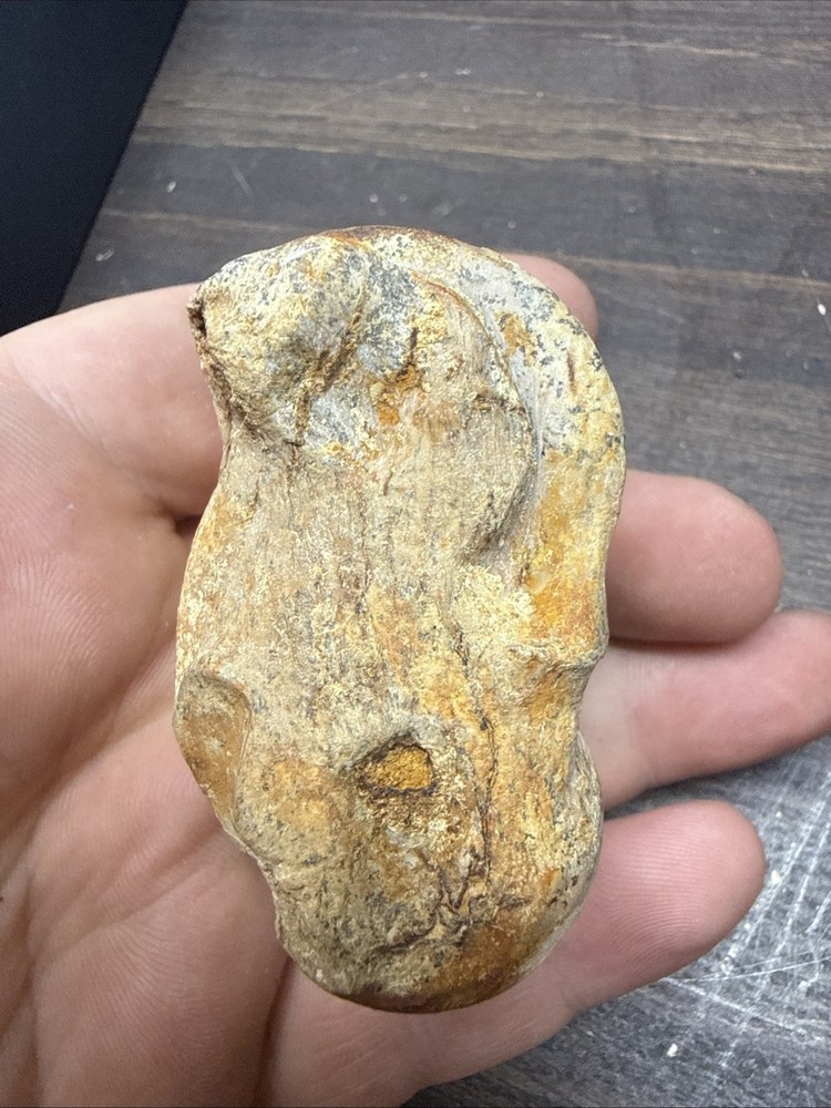 Unknown Fossil Specimen