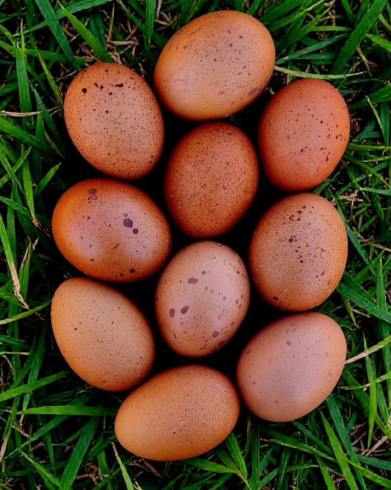 Splash Maran Fertile Hatching Eggs NPIP 12+
