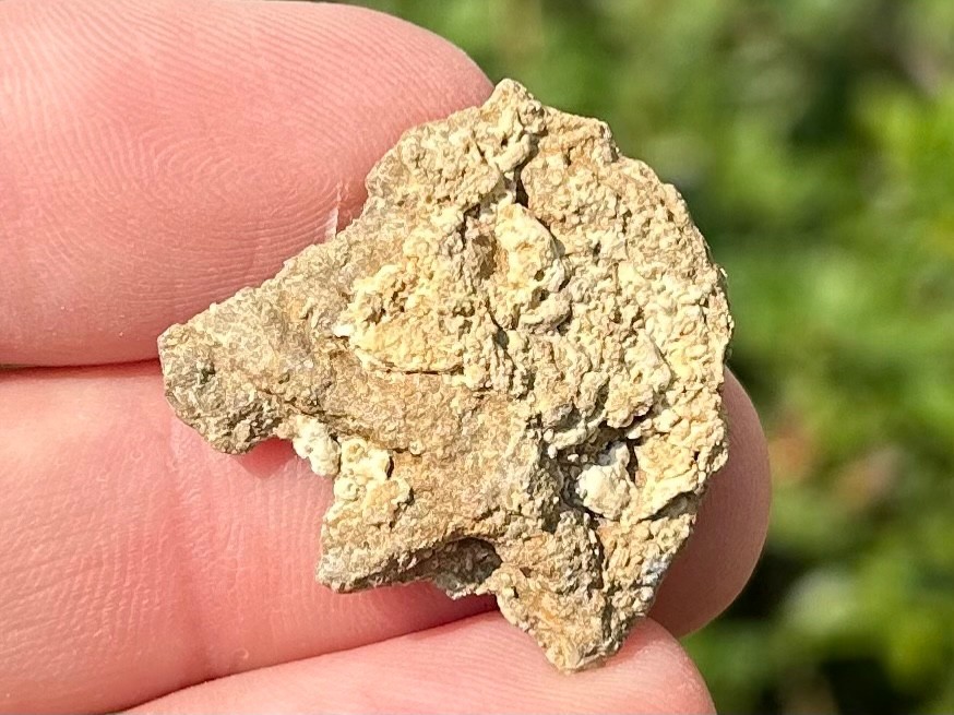 Alabama Fossil Starfish Cast Mississippian Age Bangor Limestone Formation