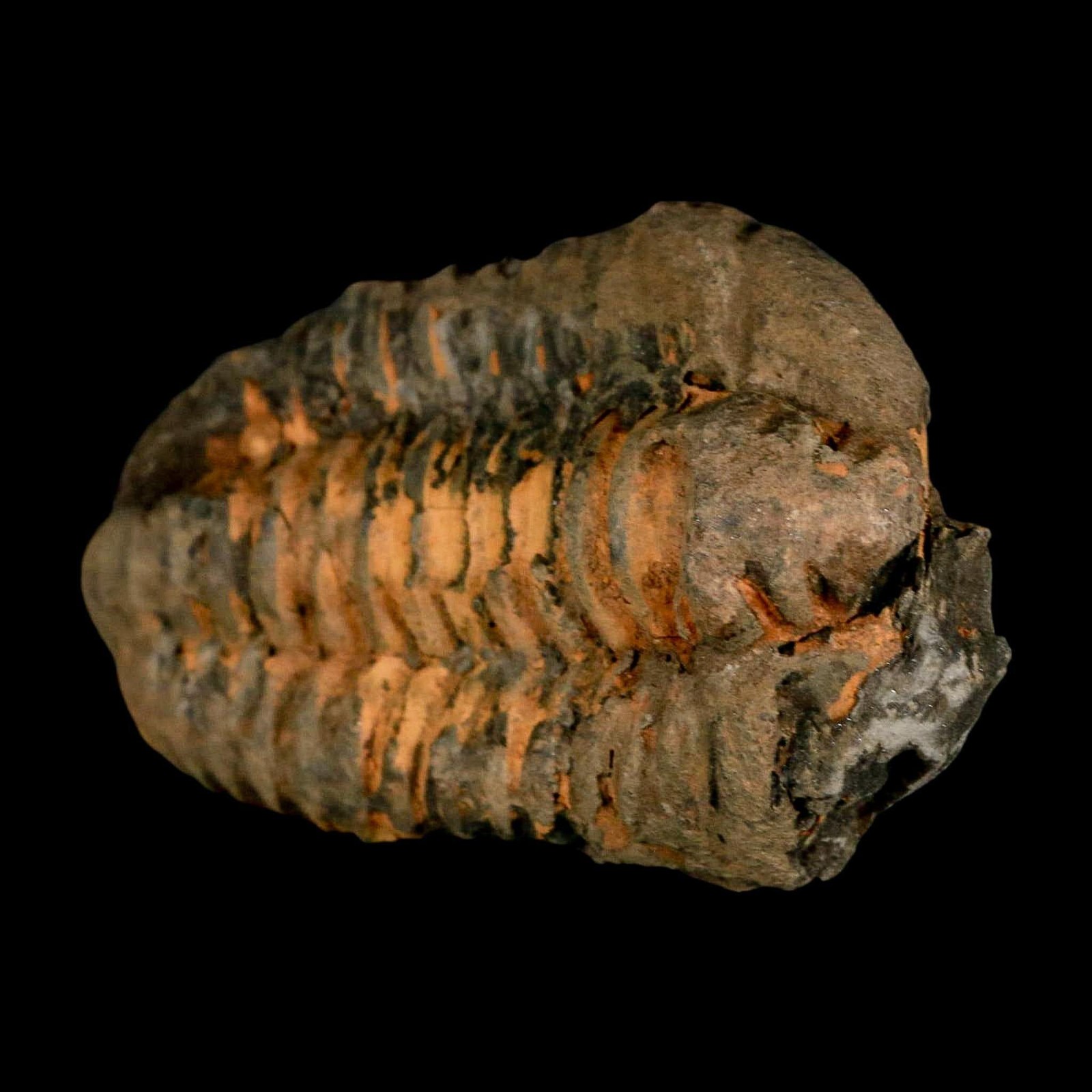 3.6" Flexicalymene Trilobite Fossil Ordovician Age Tazzarine Region Morocco COA