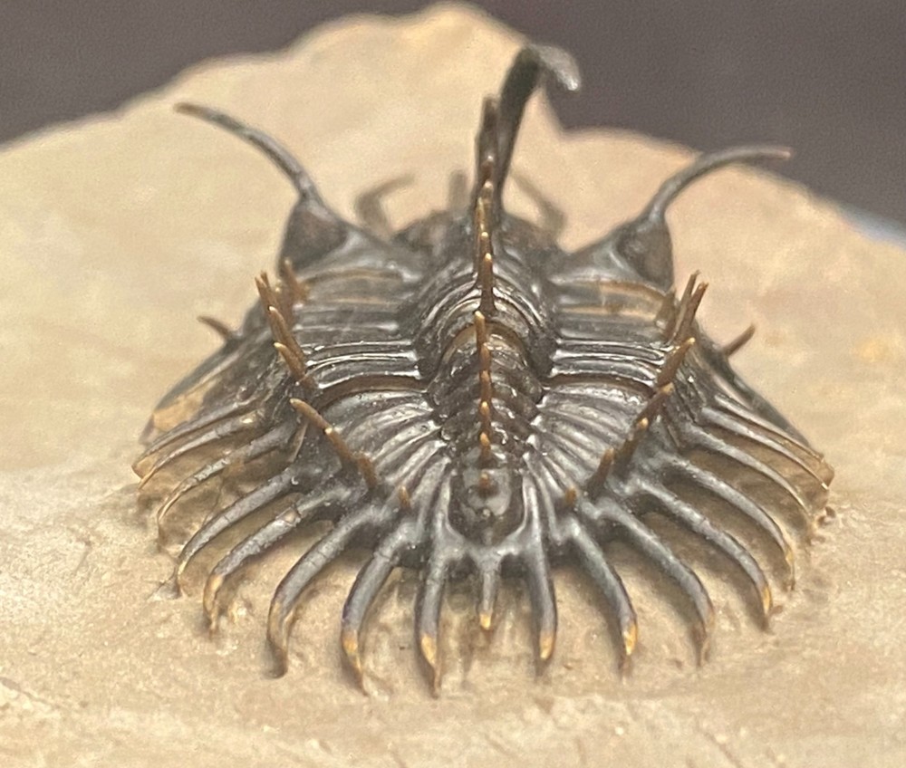 walliserops hammii & phacops
