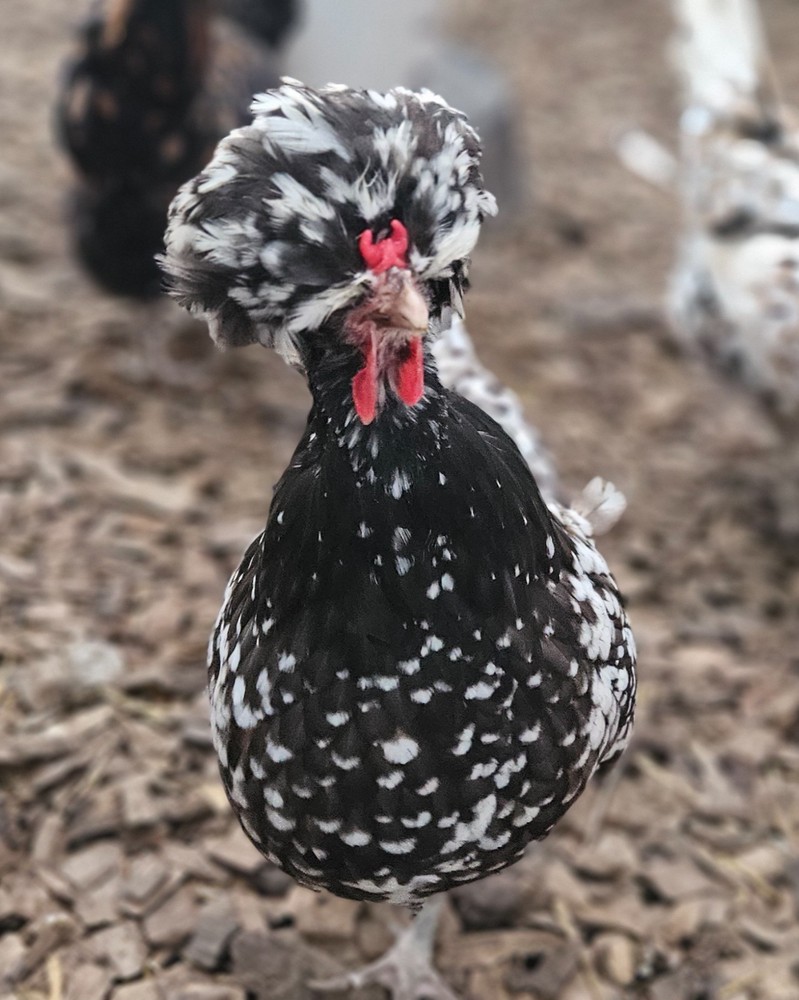 12 Polish Hatching Eggs