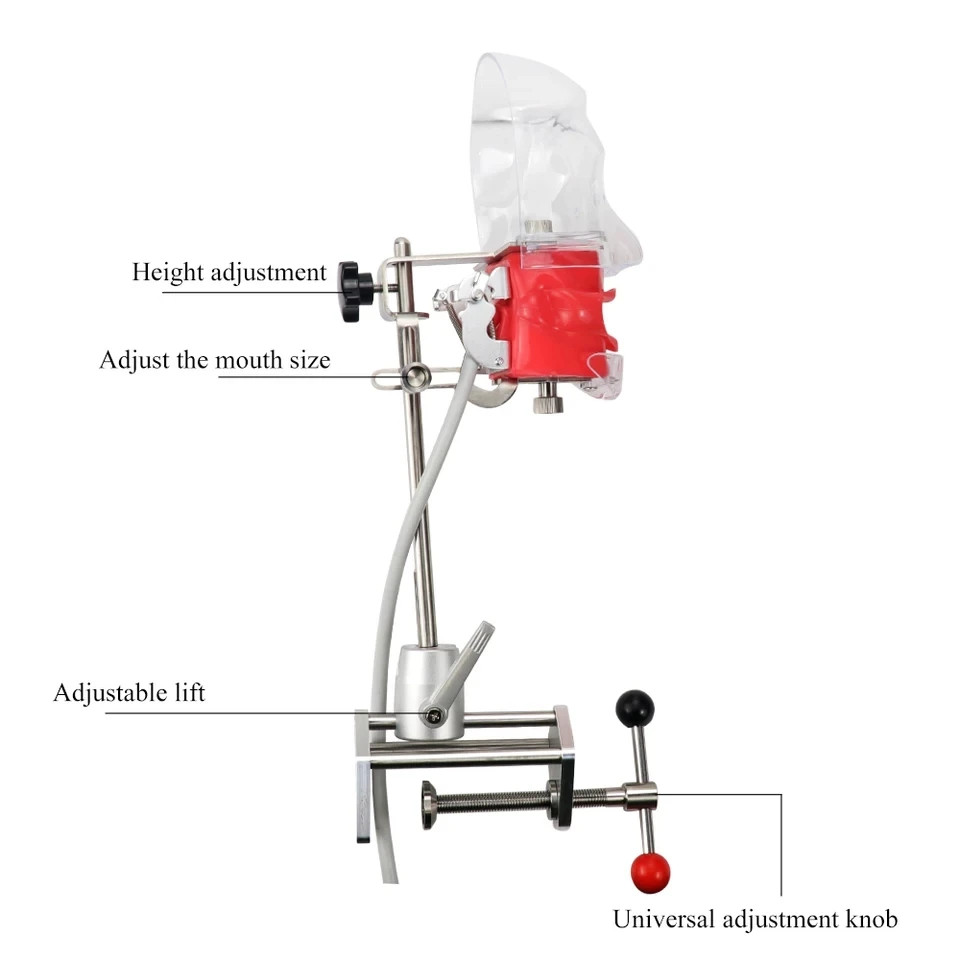 Dental Phantom Mannequin Head Simulator with Typodont Teeth Model for Training