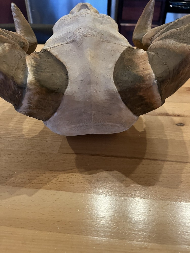 Deathclaw Skull From Fallout Handmade 11” Version