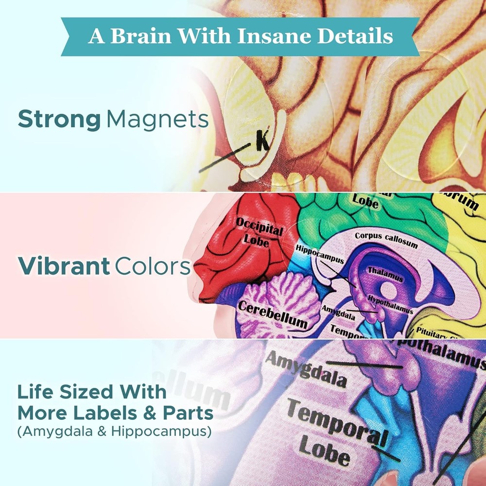 Cross Section Foam Brain Model | Free Stand, Answer Sheet & Digital Worksheet |