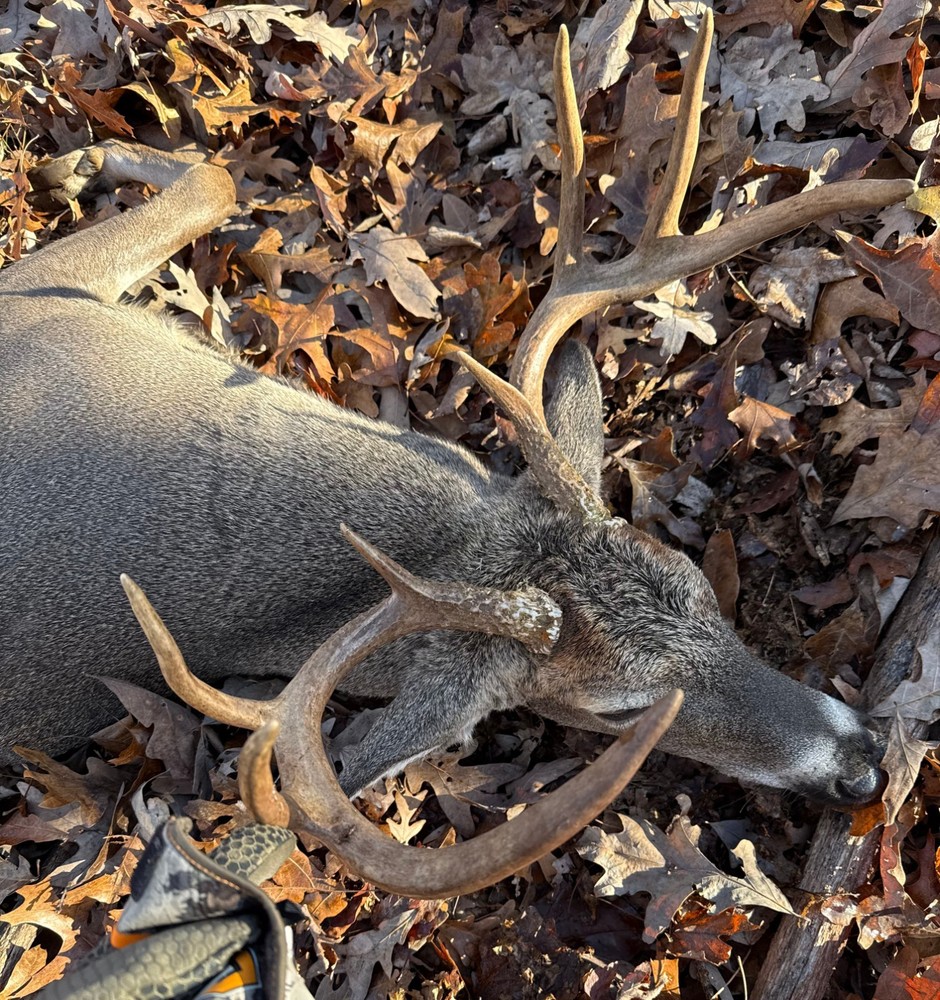 Ultimate Bear, Deer, and Wild hog Call Lure!