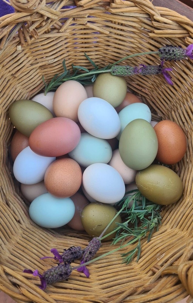 12 Rainbow chicken hatching eggs| Healthy Flock