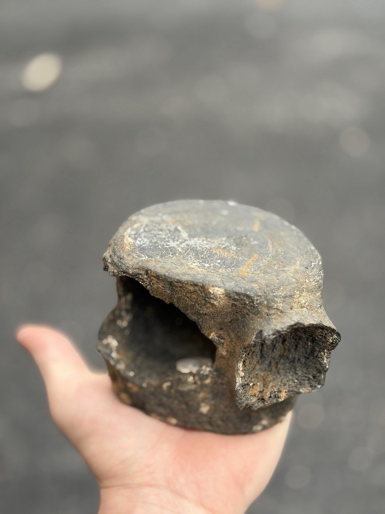 fossilized dinosaur