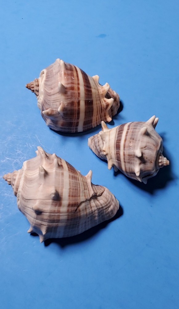 3-MELONGQUA BISPINOSA SEA SHELLS.