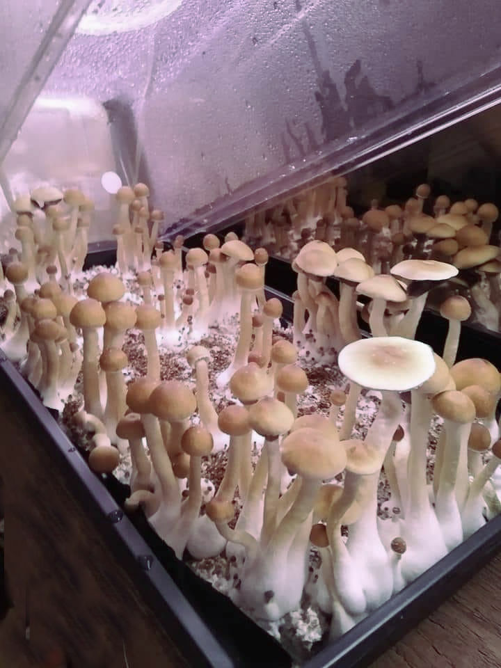 Wheatgrass Vented Humidity Dome FRUITING INCUBATING CHAMBER Kit Tray H DUTY