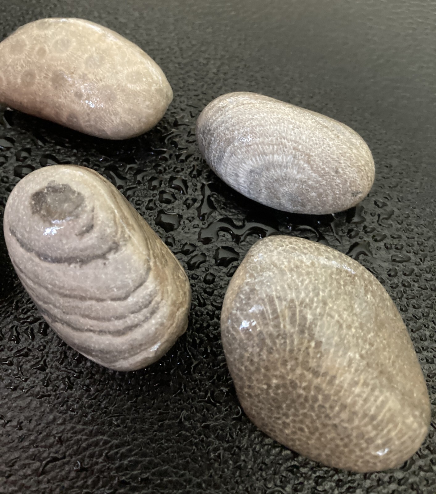 5pc Michigan AMAZING Fossils -Petoskey & Charlevoix Stones Rugosa Stromatoporoid