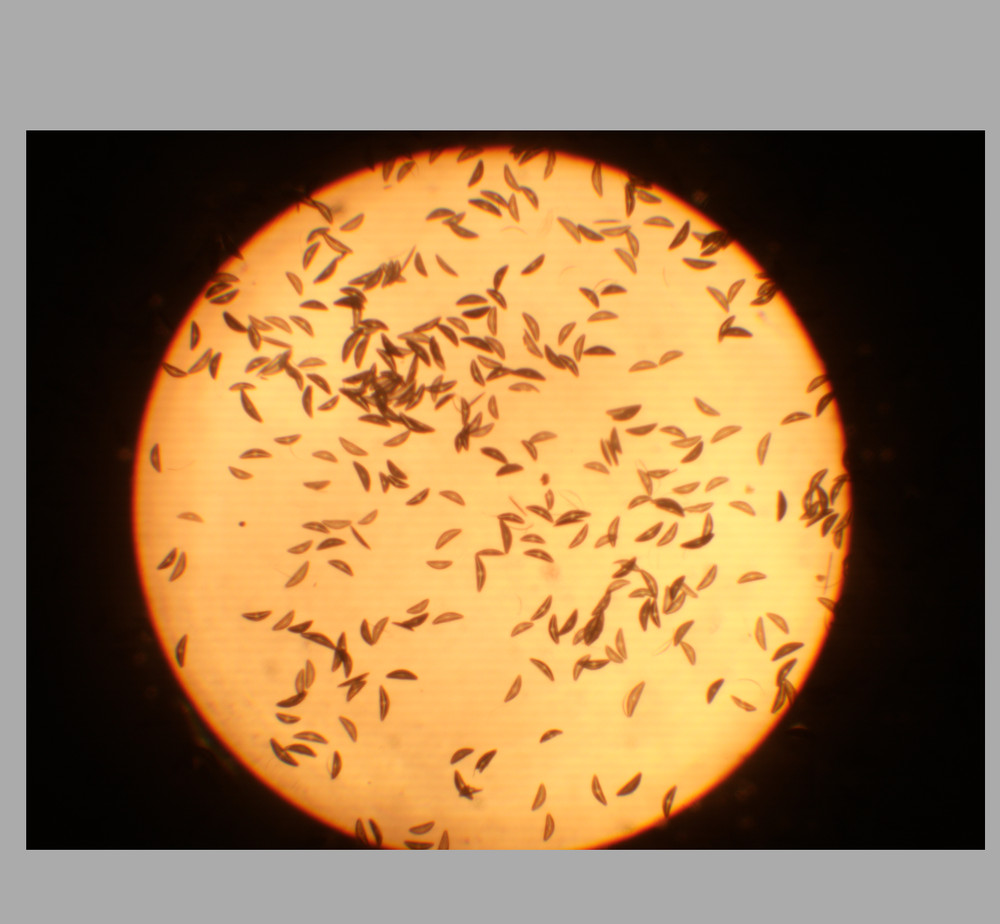 Nikon Plan FL2 0.08 160/- Microscope Objective RMS 34720