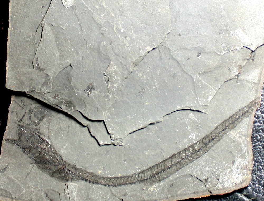 Lepidopus glarisianus - Big fossil fish