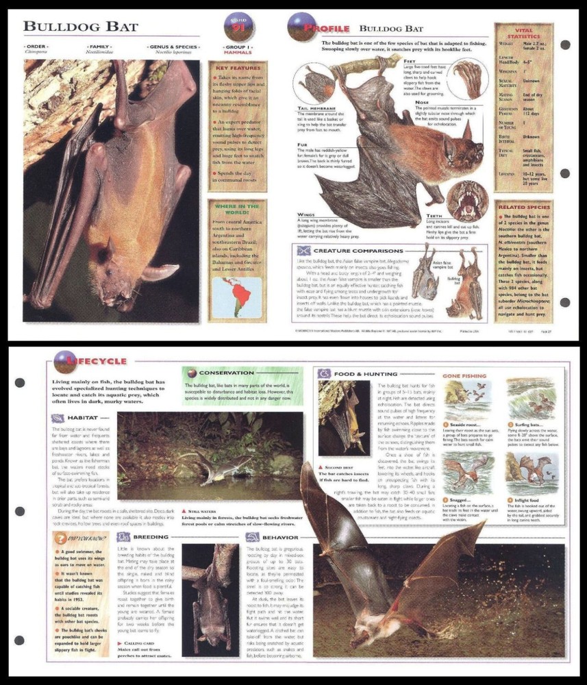 Fold-Out Sheet - Bulldog Bat - 91