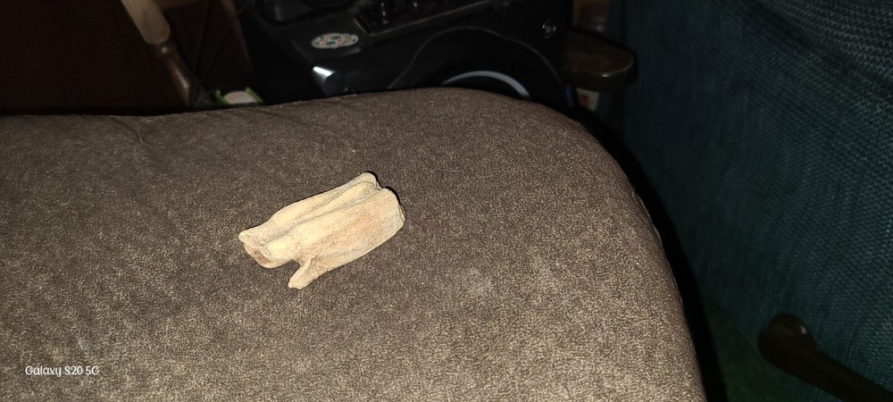 Fossil Bison Tooth Larger 3inch