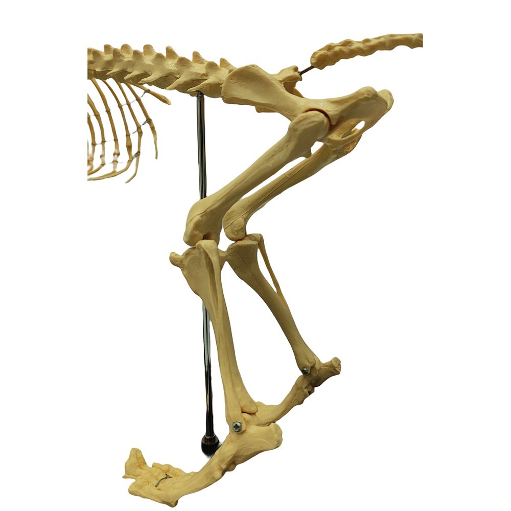 Canine Skeleton Model Standard Size PVC Material Teaching Display Dog Skeleton