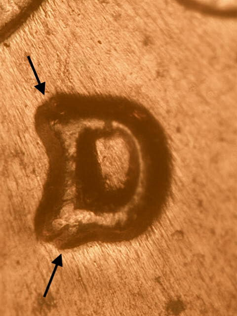1960-D WRPM#67 D/D Tilted Nice Ch/Gem BU/Uncirculated Red Lincoln Cent Error