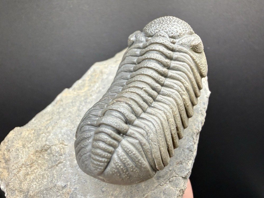 Moroccops Trilobite - Top Quality Specimen