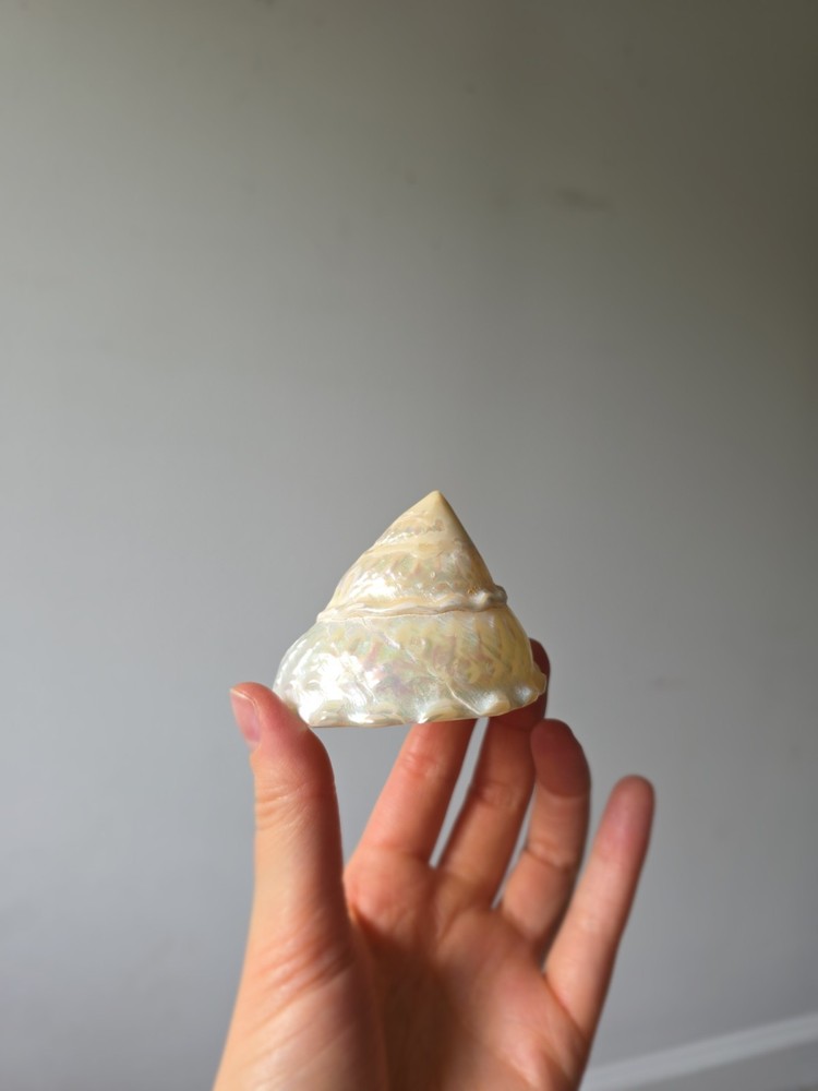 Iridescent Seashell Decorative Accent - Pearl White
