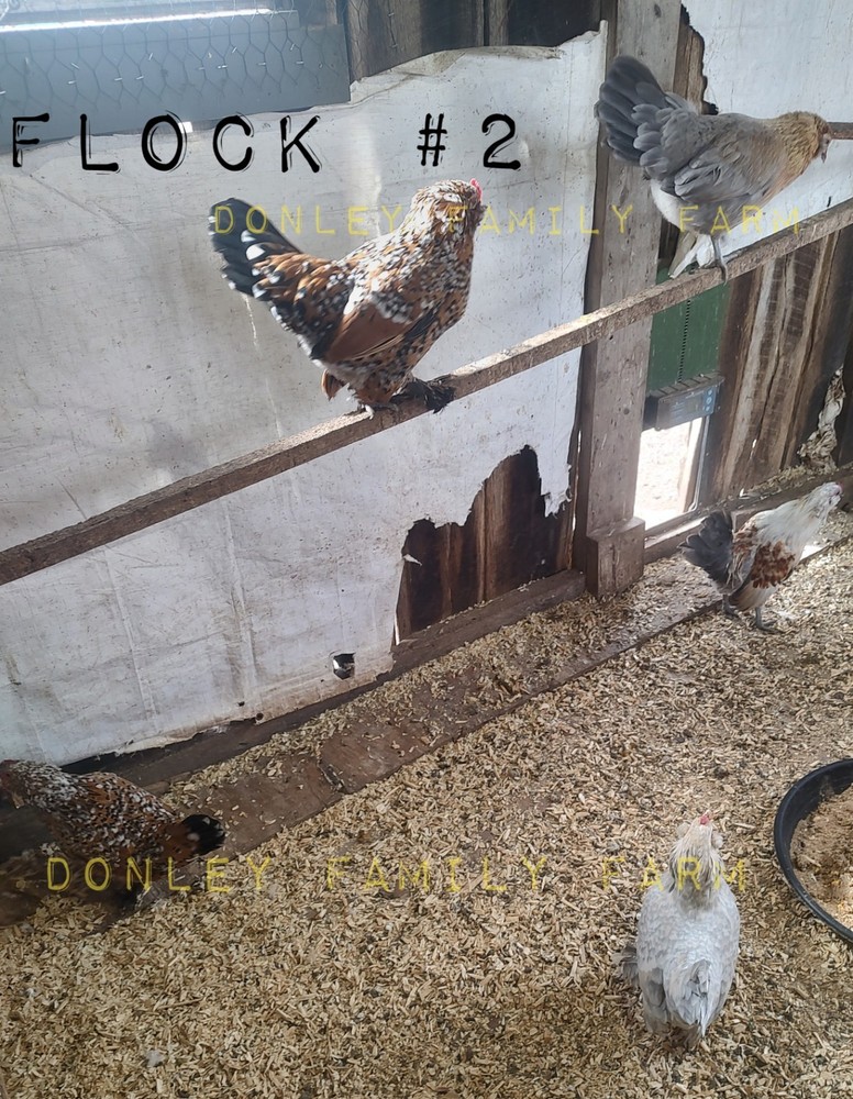 12 Bantam Assorted D'uccle & Easter Egger "Fun Pen" Hatching Eggs