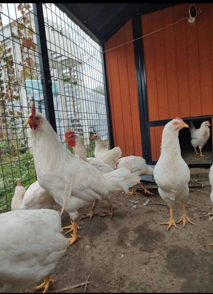 6+ Purebred White Leghorn Chicken Hatching Eggs