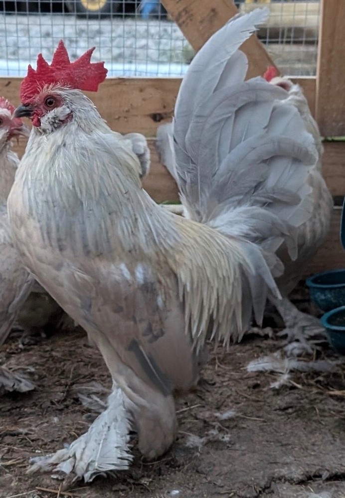 12 Porcelain D’uccle Hatching Eggs