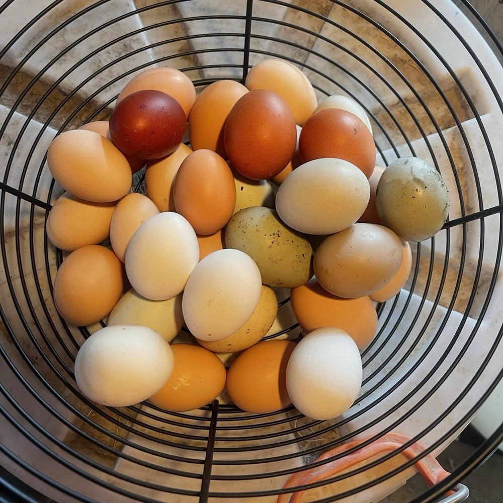NPIP 18 Barnyard mix Assorted Hatching Eggs