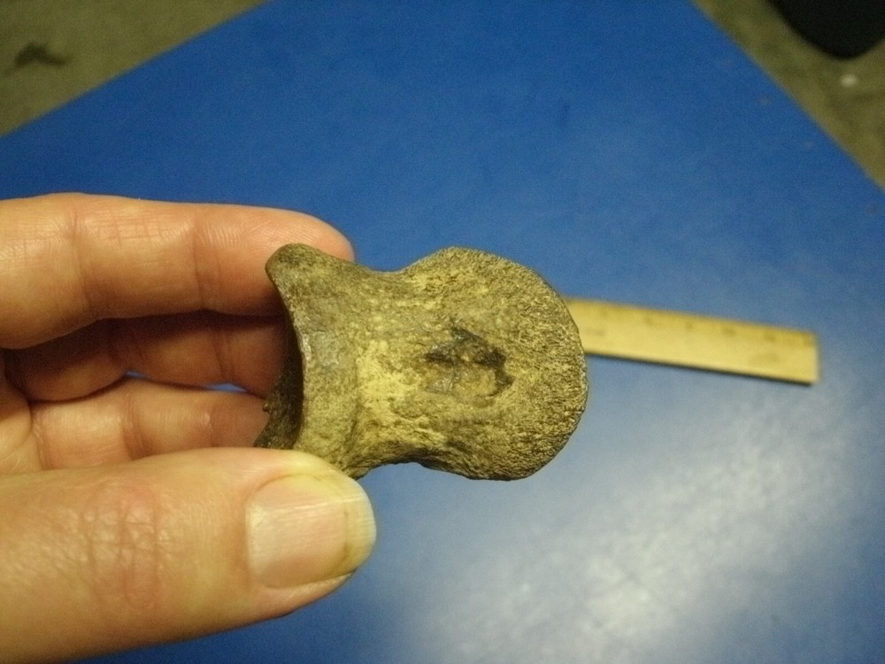 FOSSIL BISON PHALANX FROM GEARY CO KANSAS