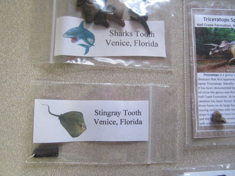 Dinosaur, Mammal, Sharks Teeth Kit