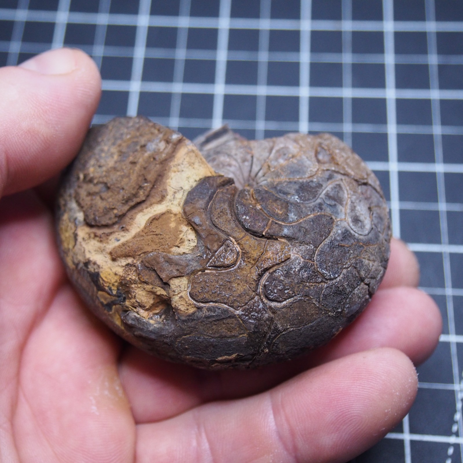 76 mm Goniatite Devonian Fossil Ammonite Morocco 2570