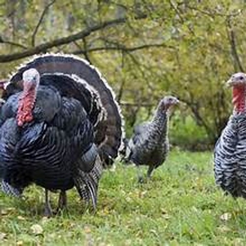 Narragansett Turkey Hatching Eggs