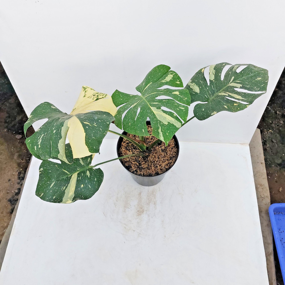 Monstera Thai Constellation Variegated Free Phyto